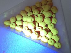 画像4: チェコガラスビーズ/ファイアポリッシュ/6mm/マットパンプキン(10個） (4)