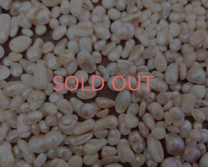 画像1: 淡水パールミックス・ロットB(5g)