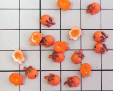 画像2: ヴィンテージ/日本/プラスチック/ミニオレンジ/約7×6mm(1個) (2)