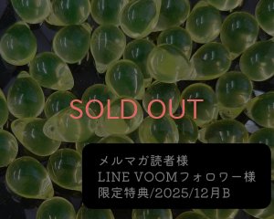 画像1: 限定特典/2025/12月B/チェコウランガラスドロップ(2個)