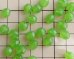 画像2: チェコガラスビーズ/ファイアポリッシュ/8mm/ミルキーグリーン(6個） (2)