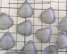 画像2: ヴィンテージ/ドイツ/プラスチック/シェルペンダント/フロストグレー(1個) (2)