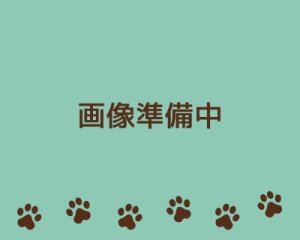 画像1: チェコガラスビーズ/レクタングル/ブラックピカソ（4個）