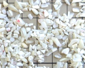 画像1: マザーオブパールのかけら・S（25g）