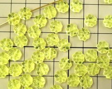 画像2: チェコガラスビーズ/パフフラワー/ウラニウムイエロー（6個） (2)