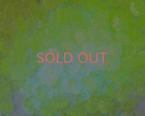 画像3: チェコガラスビーズ/パフフラワー/ウラニウムイエロー（6個）