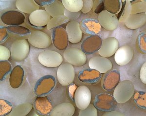 画像1: ヴィンテージ/ドイツ/ガラスカボション/フロスト/ジョンキル/約14×10mm(1個)