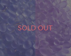 画像1: ノーホールガラスナゲット/カラーチェンジフロスト（30g）