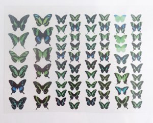 画像1: フルカラー蝶シート/グリーンS（1枚）