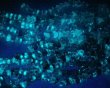 画像3: チェコ/蓄光ビーズ/ベルフラワー/ラスターブルー(4個) (3)