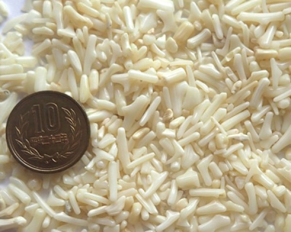 画像2: 珊瑚のかけら(25g) (2)