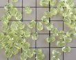 画像2: チェコガラスビーズ/ファイアポリッシュオーバル/ウラニウムイエロー/約6×4mm（10個） (2)