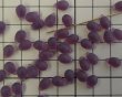 画像2: チェコガラスビーズ/ドロップ/フロストアメシスト/約6×9mm(10個) (2)