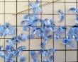 画像2: チェコガラスビーズ/エンジェルウィングS/ライトサファイア/約10×3mm(10個) (2)
