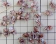 画像2: チェコガラスビーズ/ツイスト/約13×8mm/クリア×ブラウンストライプ(2個） (2)