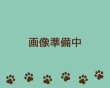 画像1: SUS316サージカルステンレス四つ爪ピアス（１ペア） (1)
