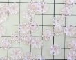 画像2: ヴィンテージ/ドイツ/プラスチック/フラワーL/トランスピンク（4個） (2)