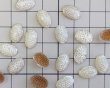 画像2: ヴィンテージ/ドイツ/ガラスドーム/クリアドット/約12×8mm(1個) (2)