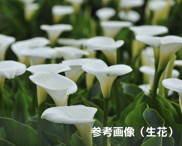 画像6: ヴィンテージ/ドイツ/ルーサイト/カラーリリー/フロストイエロー（1個） (6)