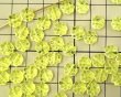 画像2: チェコガラスビーズ/パフフラワー/ウラニウムイエロー（6個） (2)