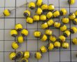 画像3: チェコガラスビーズ/アンティークスタイルオクタゴナル/ダブルフェイス/オペークイエローピカソ/6mm（10個） (3)