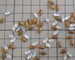 画像2: ヴィンテージ/ガラス/ドイツ/ホワイトオパール/8×4mm(4個) (2)