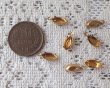画像2: 10×5mm用/ブラスセッティング/クローズドバック/1リング(1個) (2)