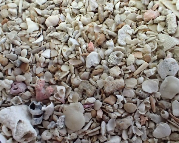 画像3: 海底の砂(100g) (3)