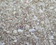 画像2: 海底の砂（100g） (2)