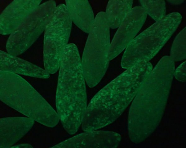 画像5: チェコガラスビーズ/蓄光/ダガー/パウダリーホワイト(4個) (5)