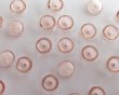 画像2: チェコガラスビーズ/ティーカップ/ロザリン/約4×2mm(45個) (2)